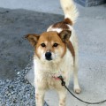 人なつっこい犬。カメラ目線をありがとう