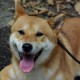 犬ゴロー